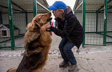 Over 200 Sochi strays move into new kennels in PovoDog shelter 