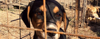 Volnoe Delo Oleg Deripaska Foundation opens first dog shelter in Sochi